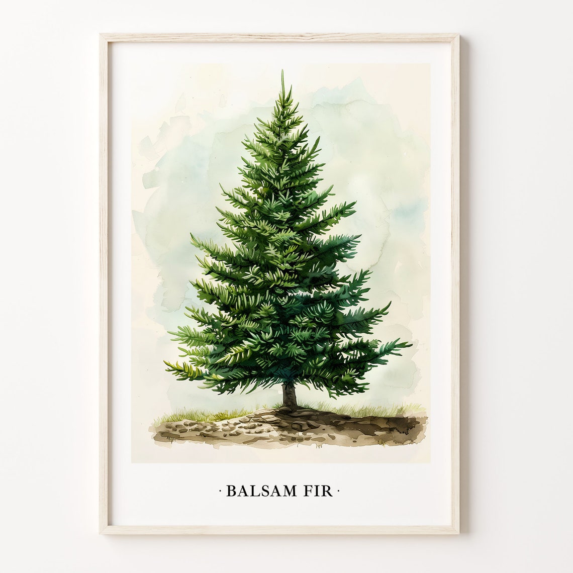 Balsam Fir Evergreen Tree Watercolor Botanical Christmas Poster