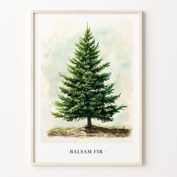 Balsam Fir Evergreen Tree Watercolor Botanical Christmas Poster