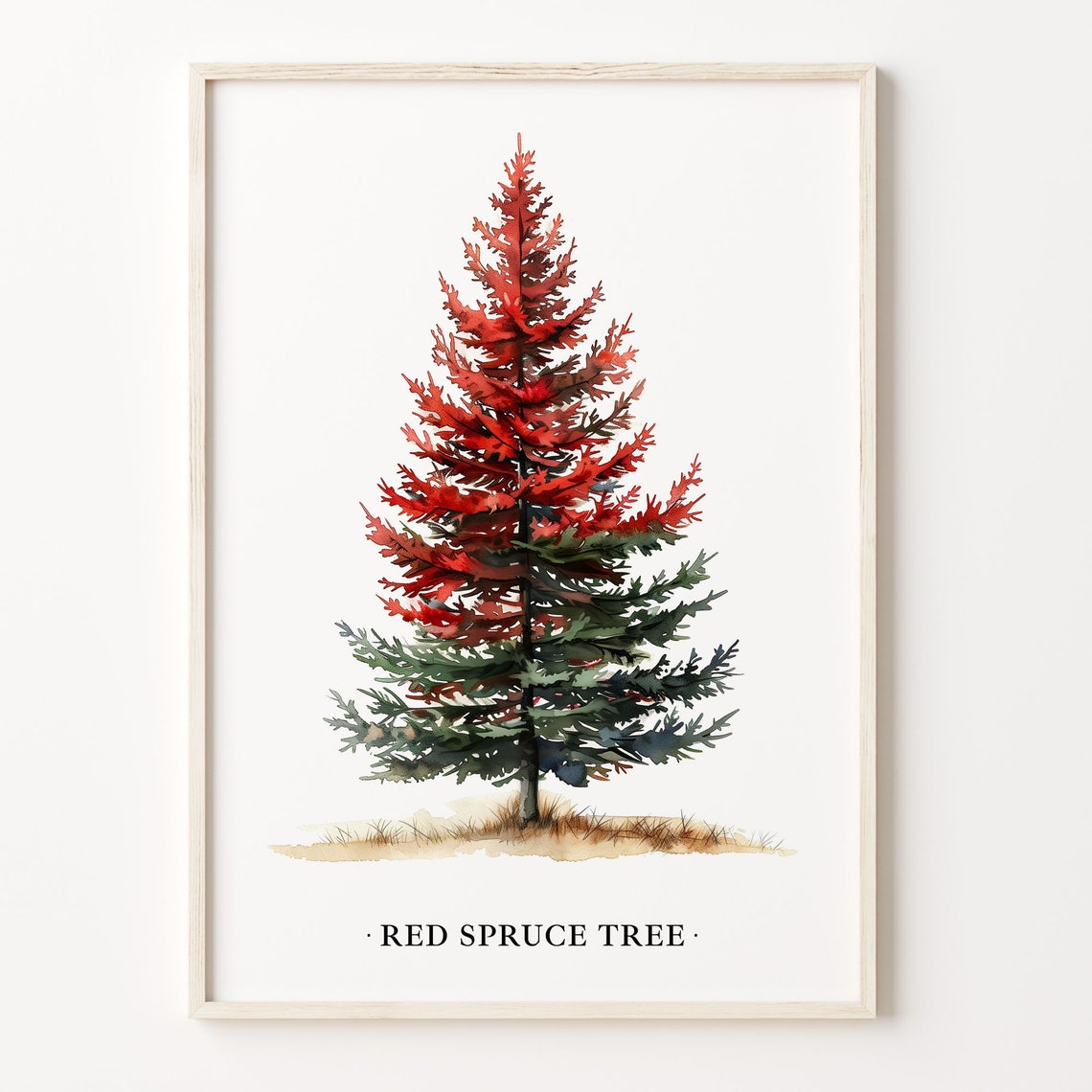 Red Spruce Tree Watercolor Evergreen Forest Botanical Art Poster