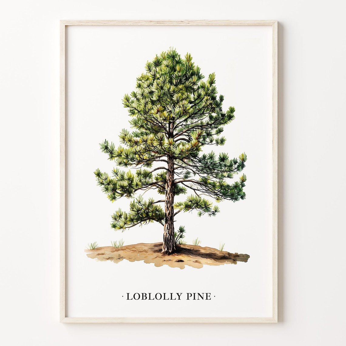 Loblolly Pine Tree Art Print, Botanical Decor
