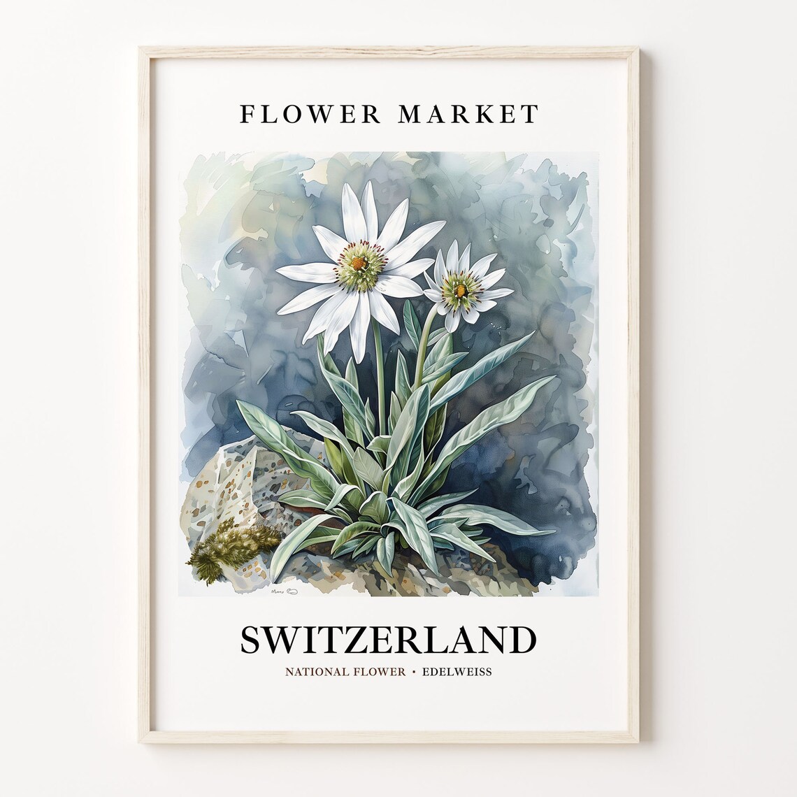 Switzerland Edelweiss Flower Market Watercolor Botanical Floral Poster