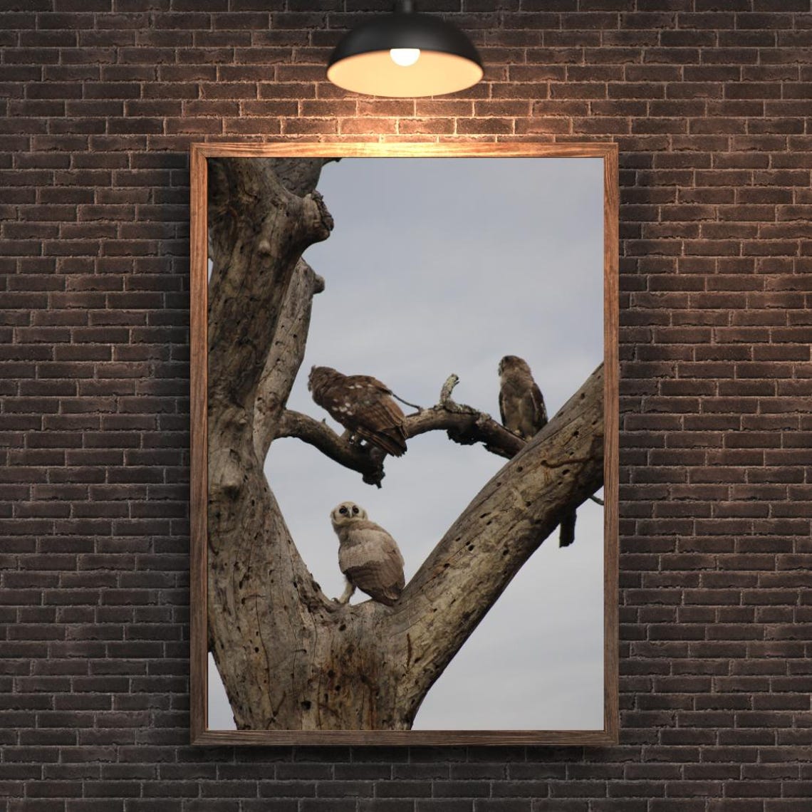 Young Eagle Owl Perched In A Tree With Parent Watching Over Poster - Image 2
