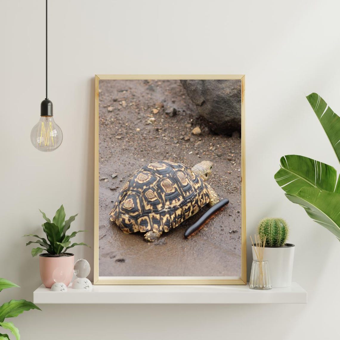 Tortoise Art, Africa's Game Reserves - Image 4