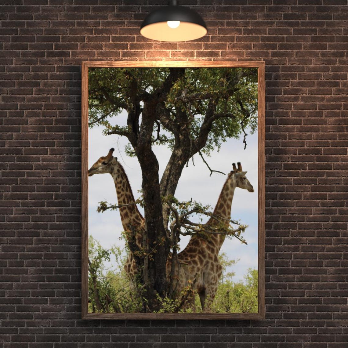 Giraffe Art, Africa's Game Reserves - Image 2