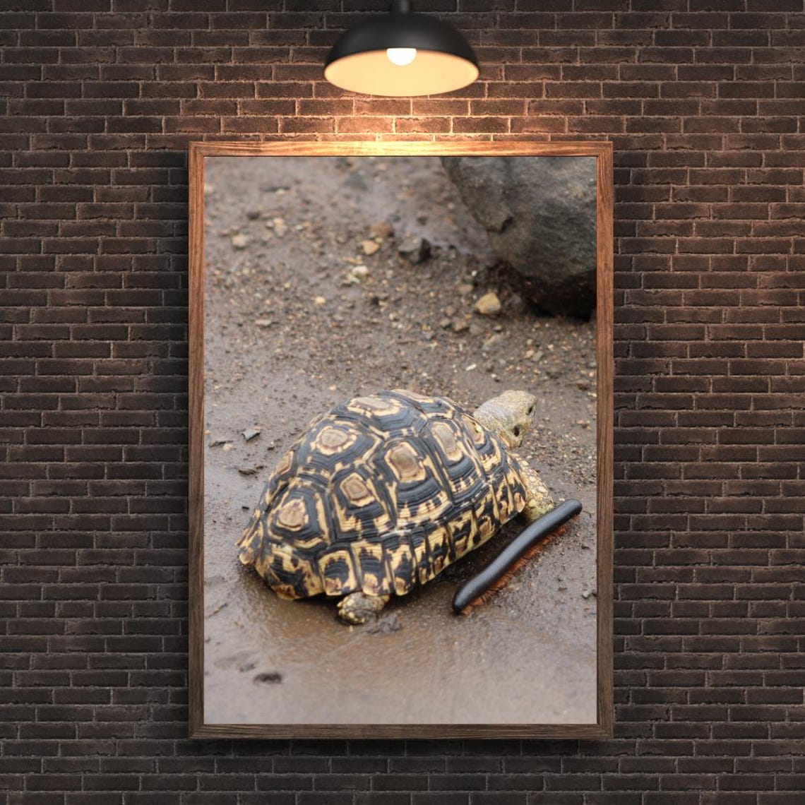 Tortoise Art, Africa's Game Reserves - Image 2