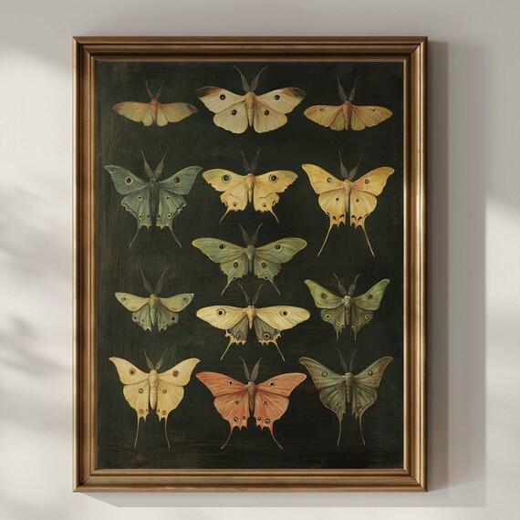 Moth Specimen Chart on Dark Green Vintage Entomology Art Poster