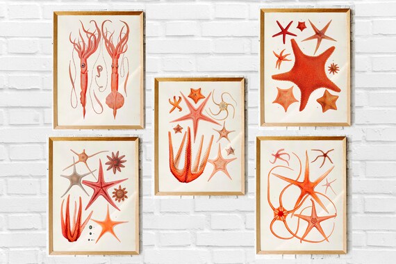 Set Of Five Squid Octopus Vintage Nautical Illustration Printables Instant