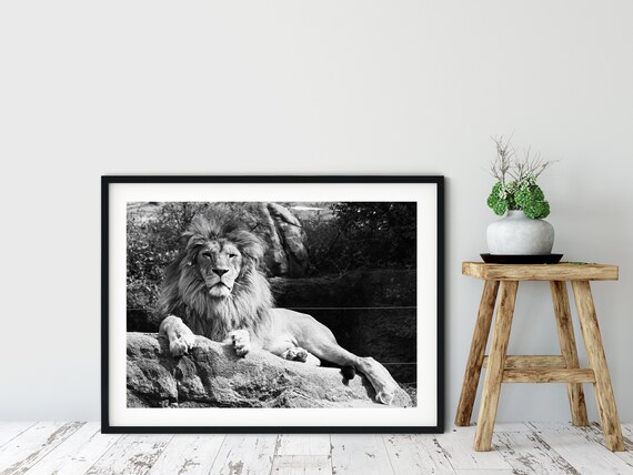 Lion Print, Fine Art Photography Poster