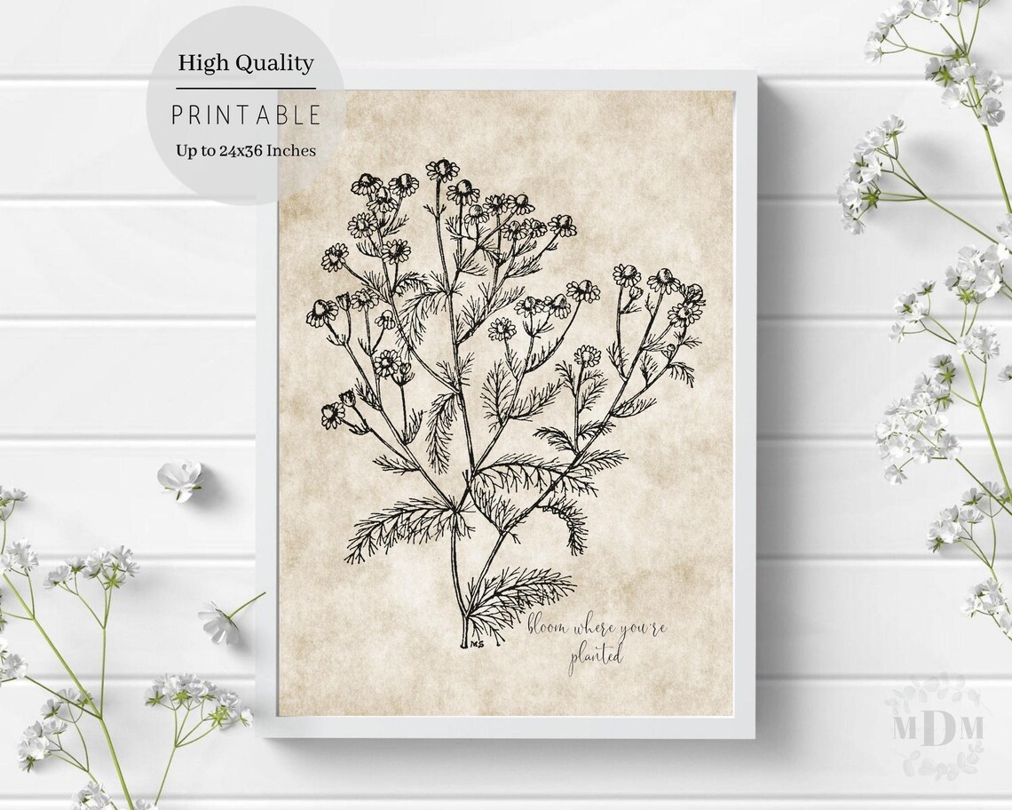 Vintage Daisy Botanical Illustration Bloom Where Youre Planted Wall Art - Image 2
