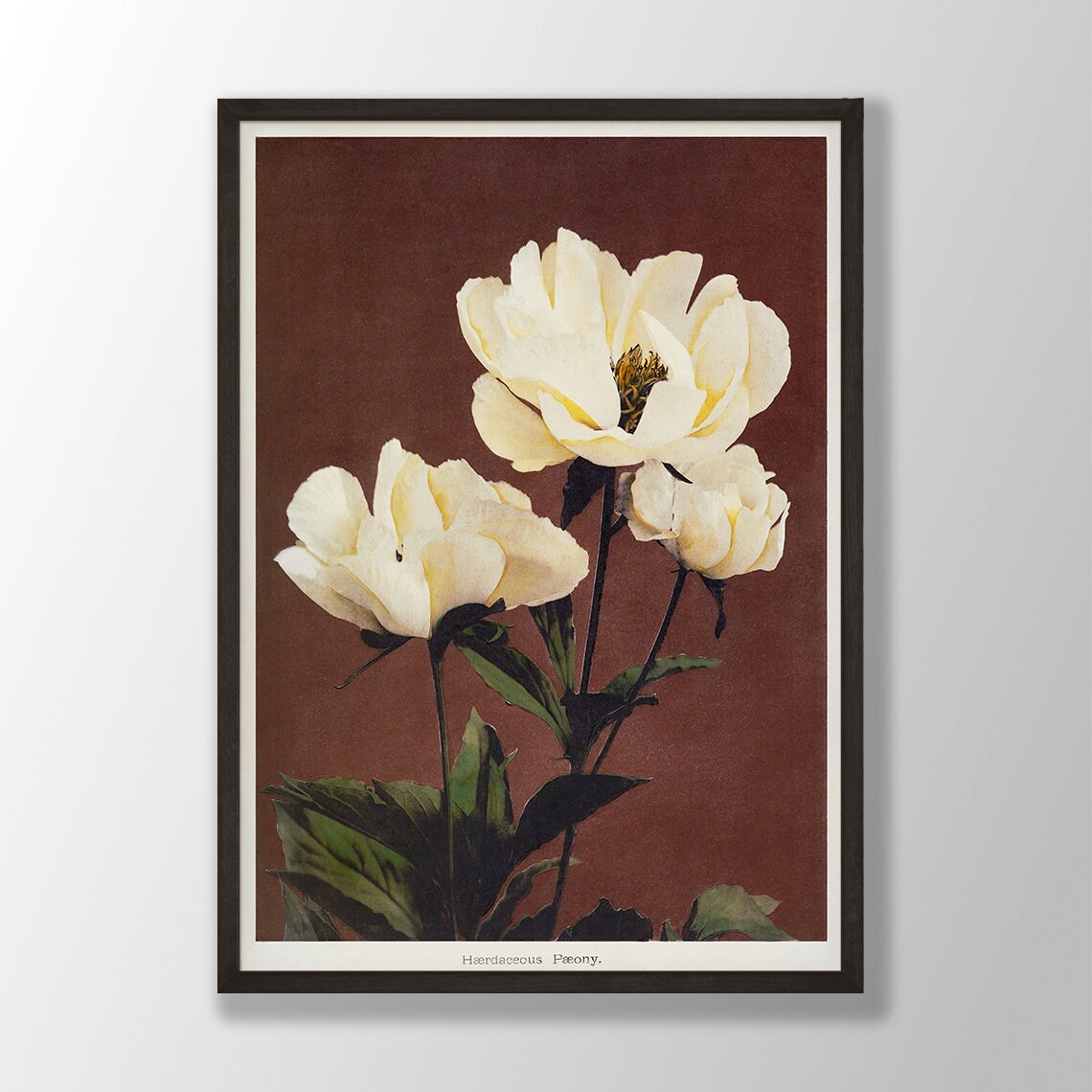 Japanese Peony Botanical Art Print, Vintage Style