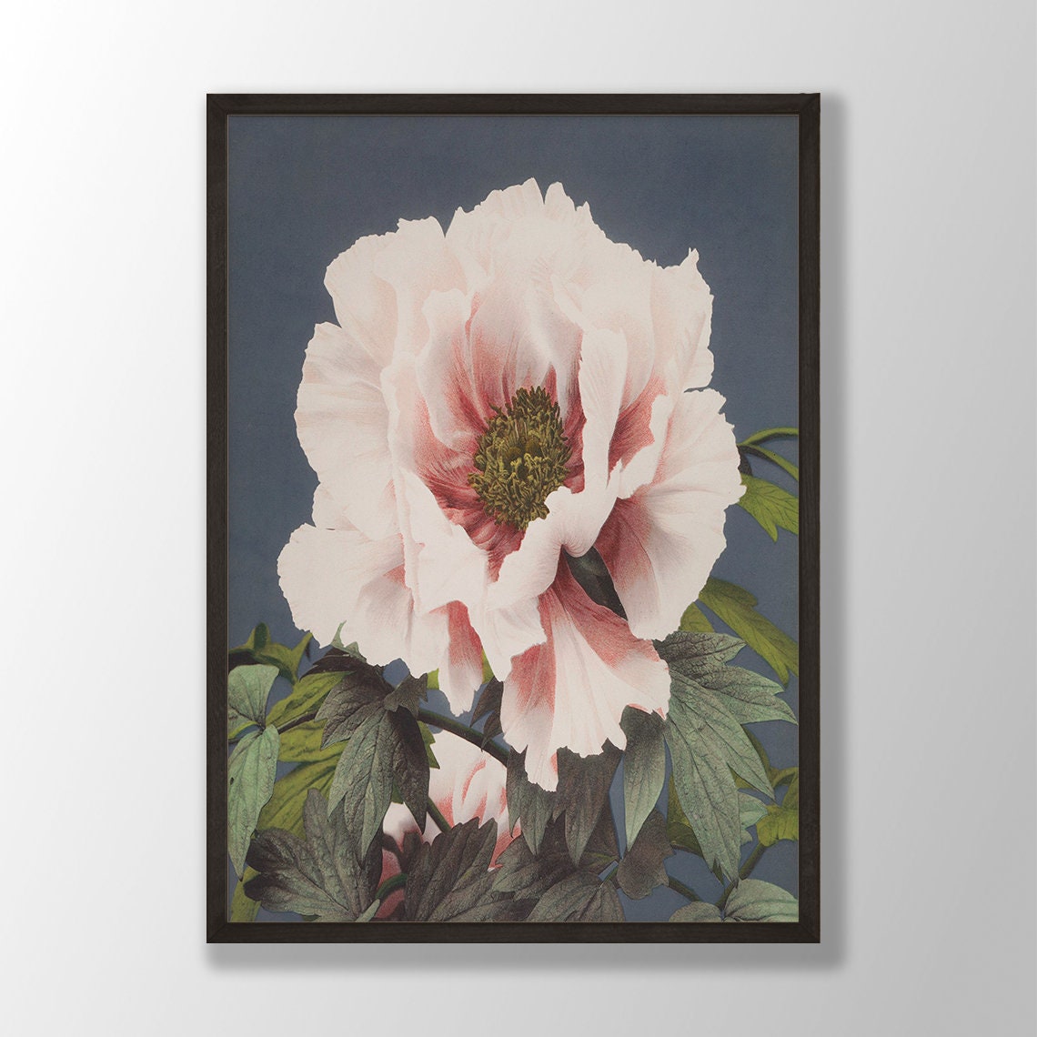 Pale Pink Tree Peony Dark Blue Vintage Japanese Botanical Poster