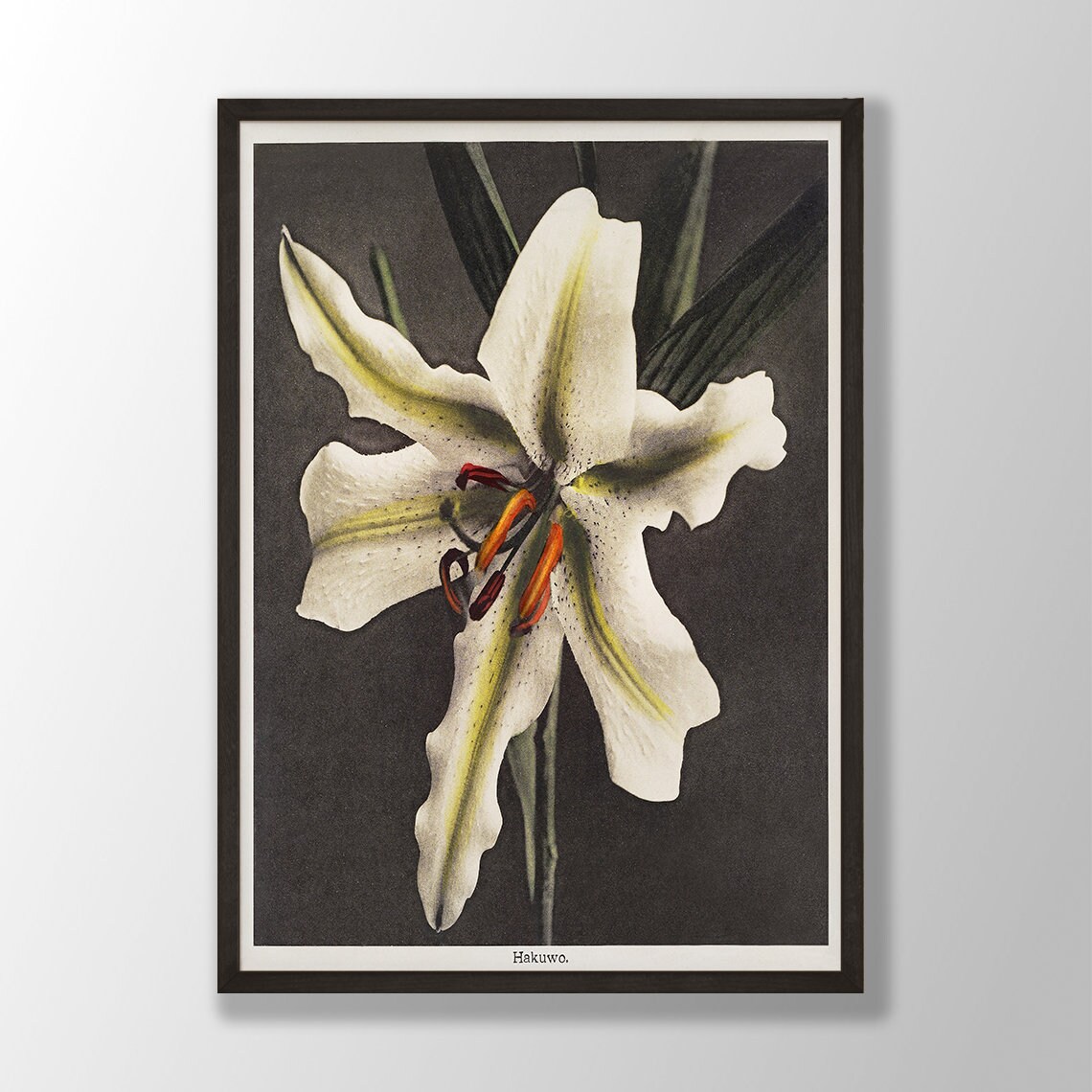 Hakuwo White Lily Vintage Japanese Botanical Floral Art Poster