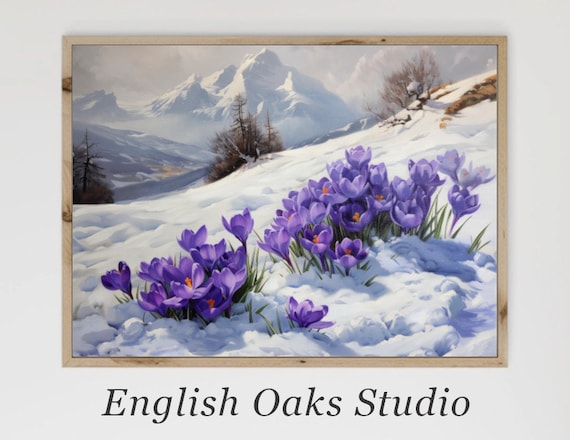 Purple Crocuses In Snow Alpine Winter Bloom Vintage Mountain Poster
