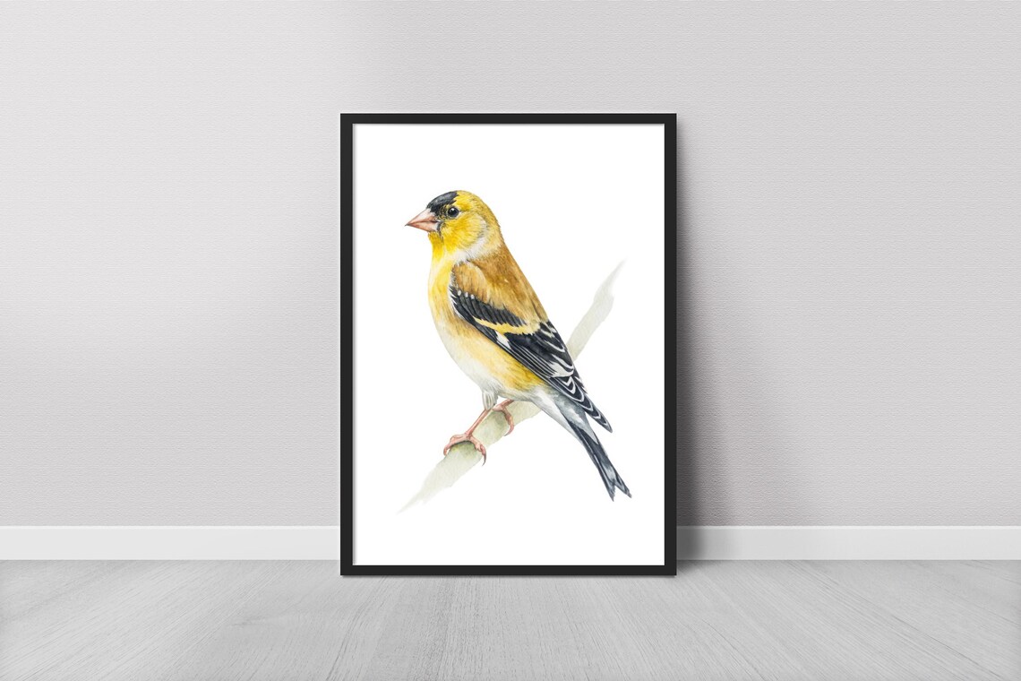 American Goldfinch Watercolor Yellow Bird Perched Painting Poster