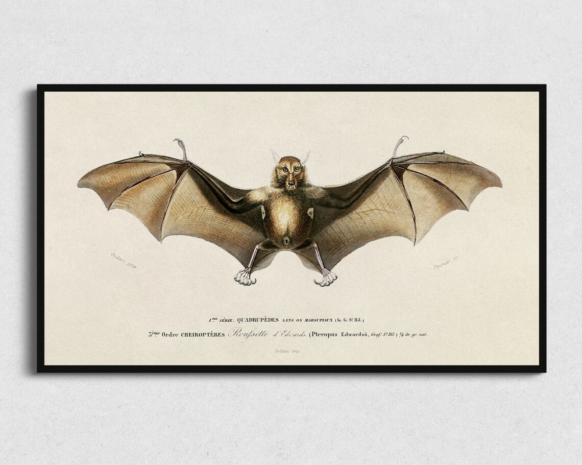 Halloween Bat Art Print, Spooky Frame TV Artwork