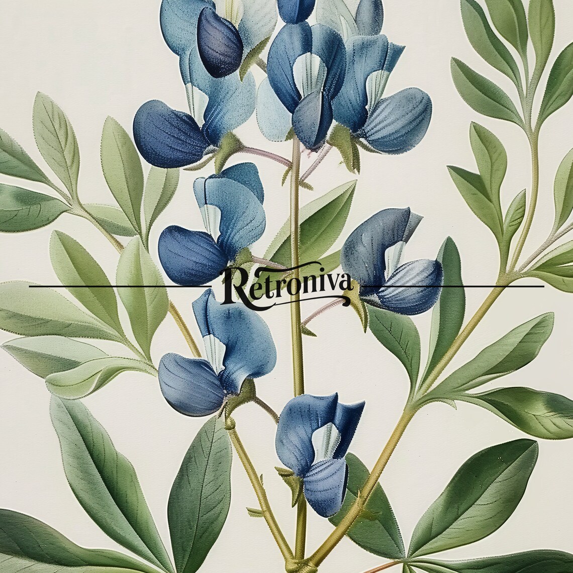 Blue Flower Vintage Botanical Print, Lupinus - Image 7