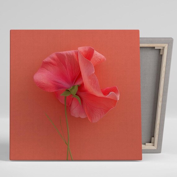Sweet Pea Wall Art Or Poster Floral Modern Minimalist Decor Living Room Bedroom Office Entryway Wall Art Red Pink Coral Green