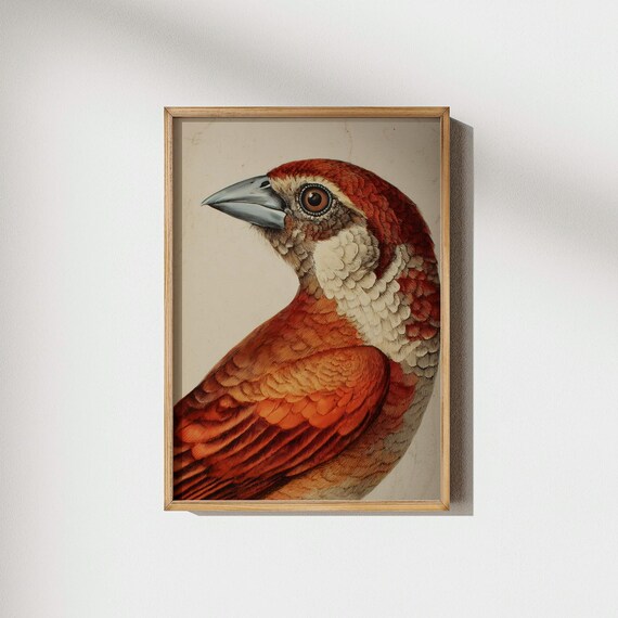 Vintage Bird Print Russet Finch Illustration Orange Wall Art Natural History Decor Ornithology Study Prints