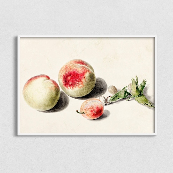 Still Life Fruit Vintage Painting Still Life Peaches Art Print