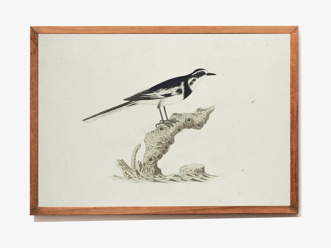 Antique Bird Illustration Small Songbird On Branch Vintage Art Poster - Image 3