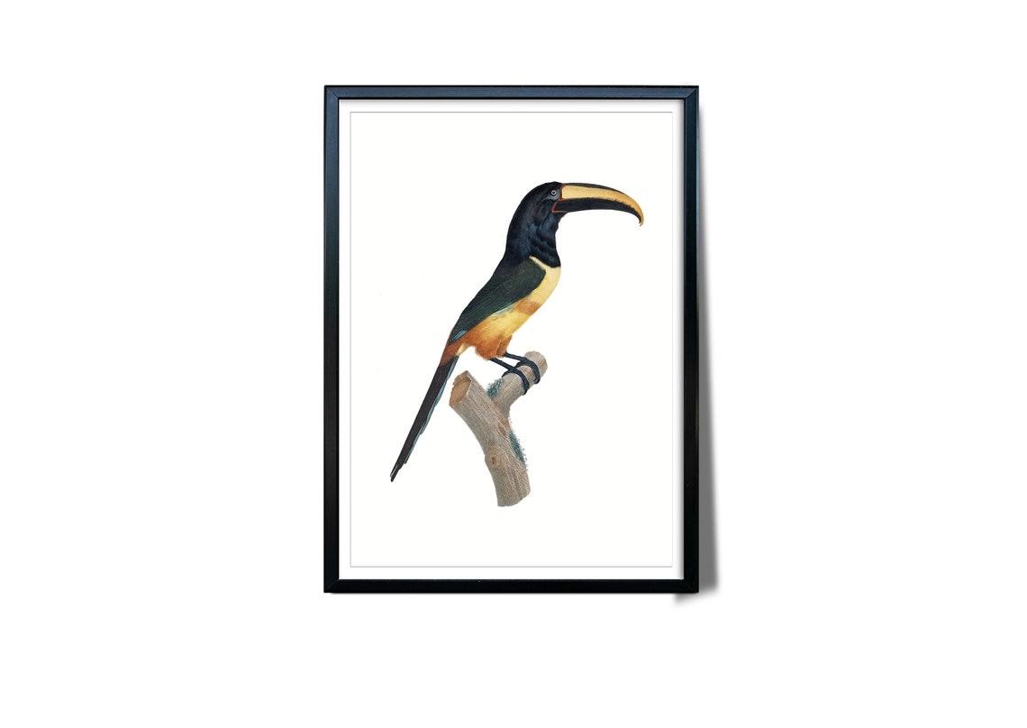 Red Belted Aracari Toucan Vintage Ornithology Bird Illustration Poster - Image 3