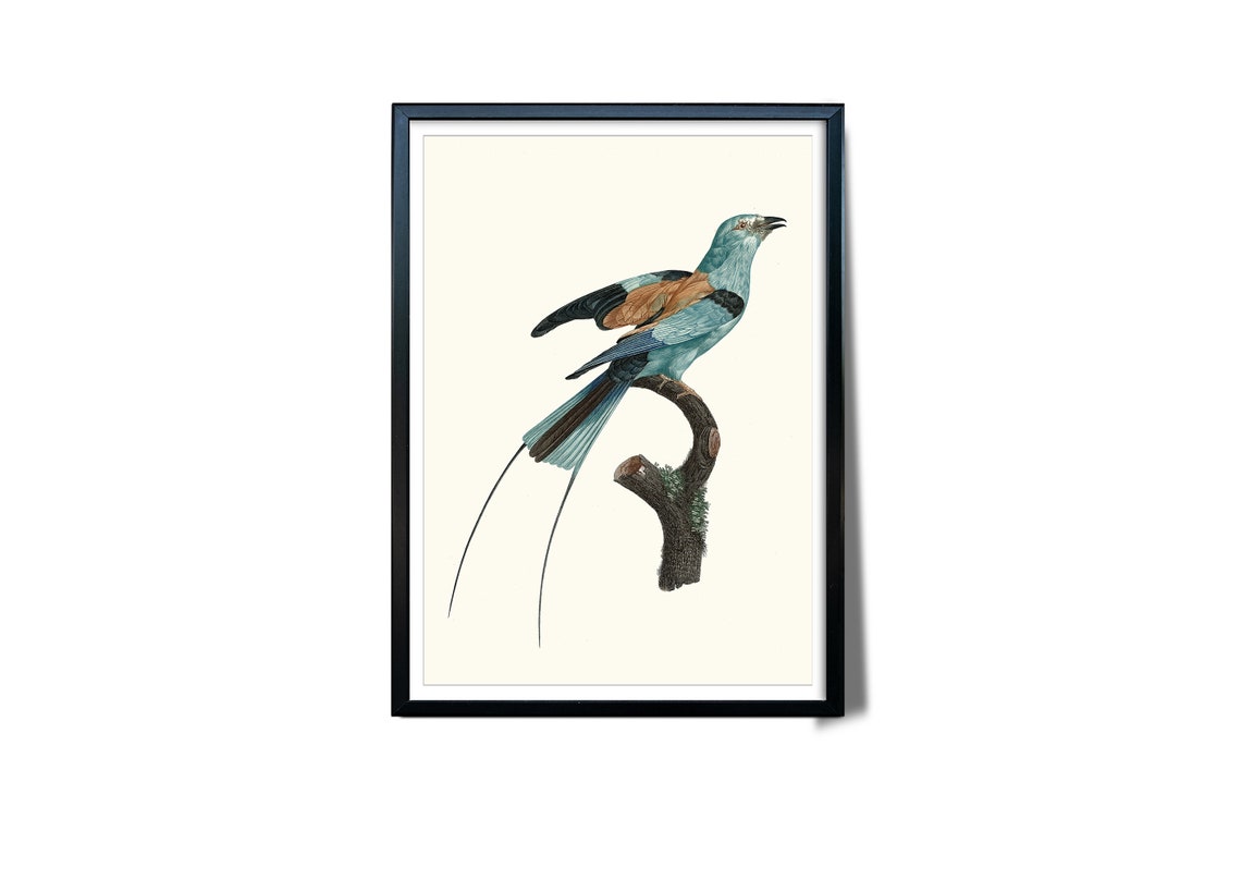 Turquoise Chestnut Bird Long Tail Vintage Illustration Wall Art - Image 3