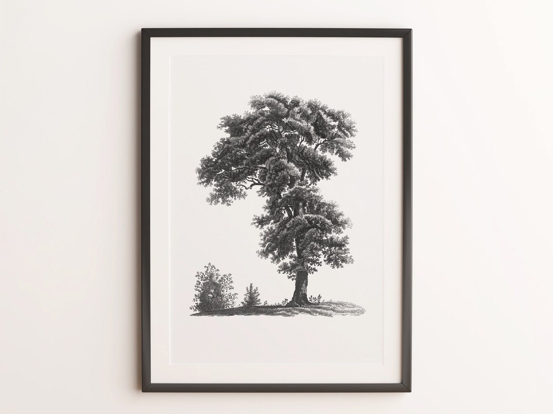 Antique Tree Engraving Black and White Botanical Illustration Print - Image 4