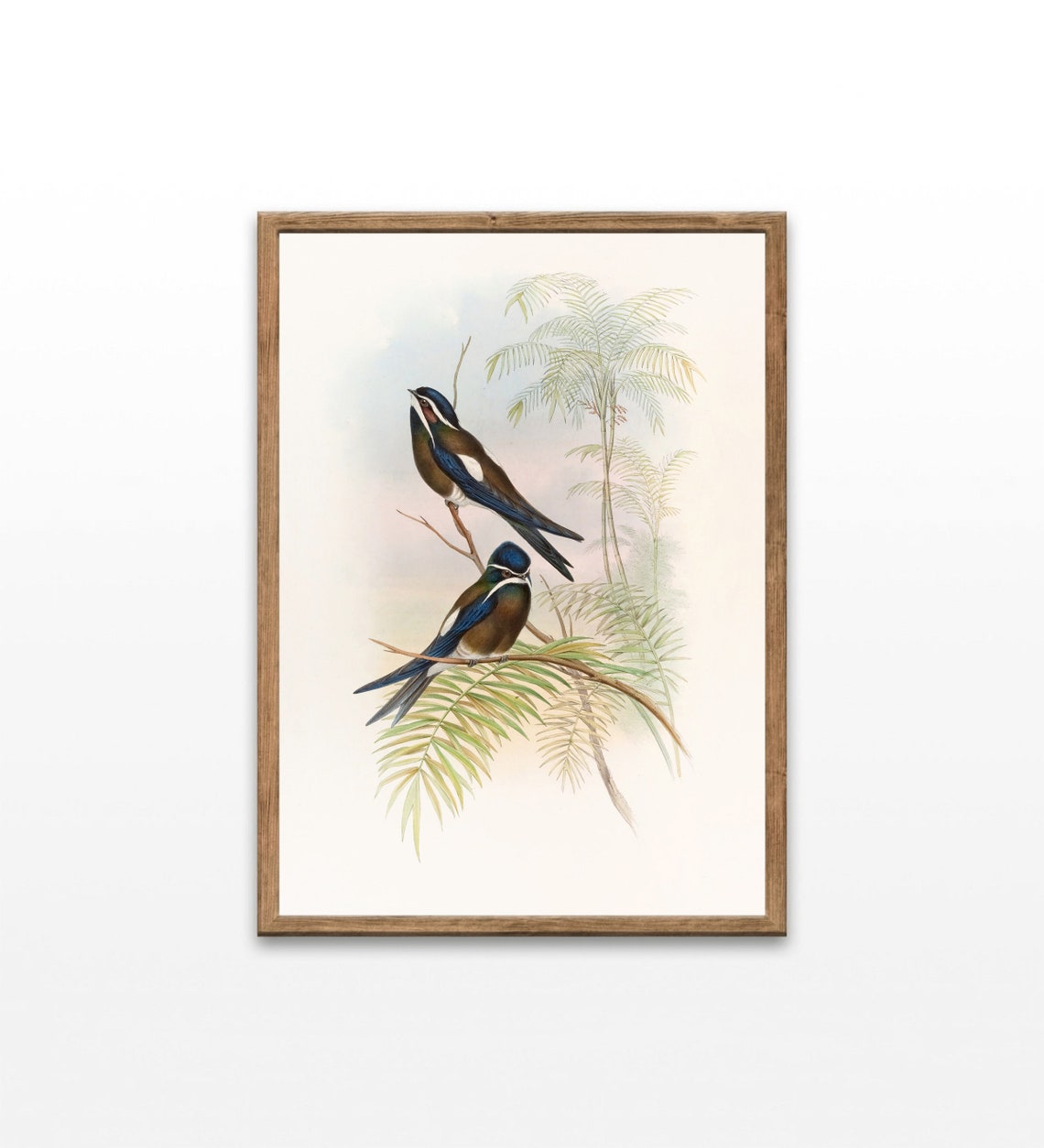 Vintage Swallows Perched Palm Branches Ornithology Illustration Poster