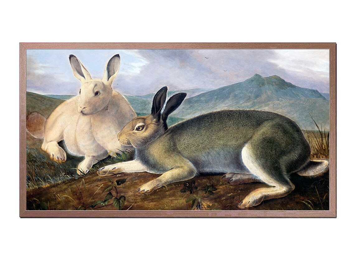 Arctic Hares Antique Natural History Illustration Two Rabbits Art Poster