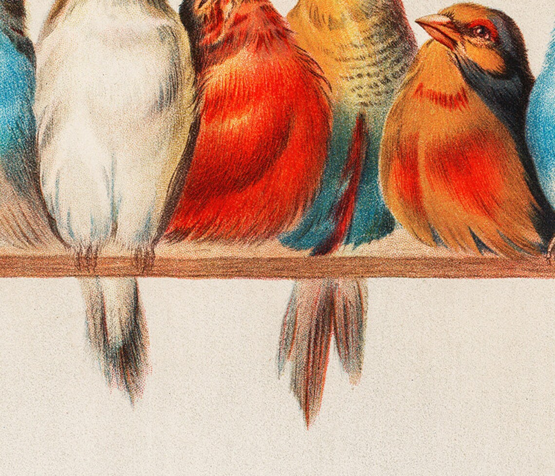 Vintage Bird Illustrations Art Print for Frame TV - Image 2