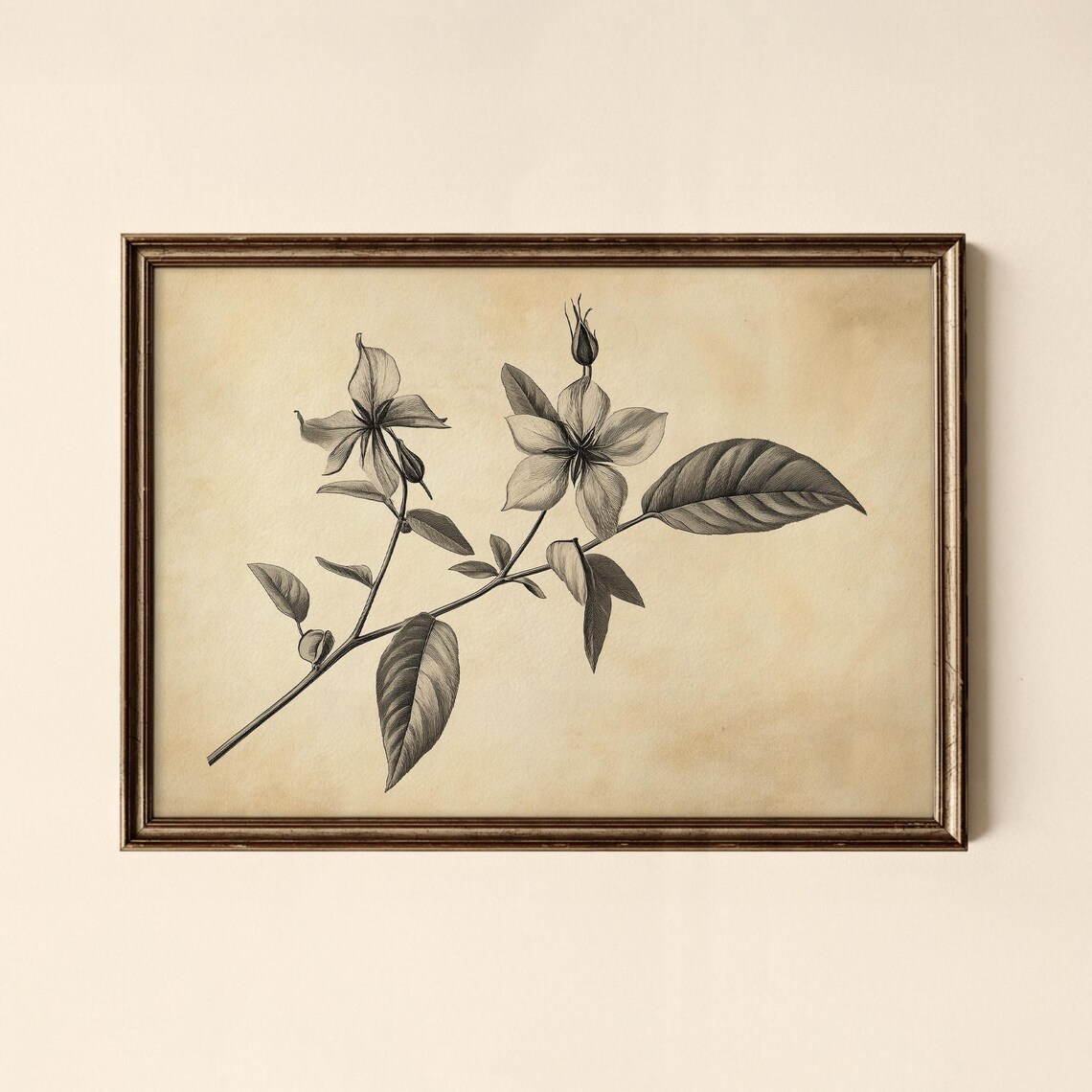 Vintage Botanical Flower Sketch Grayscale Antique Plant Poster