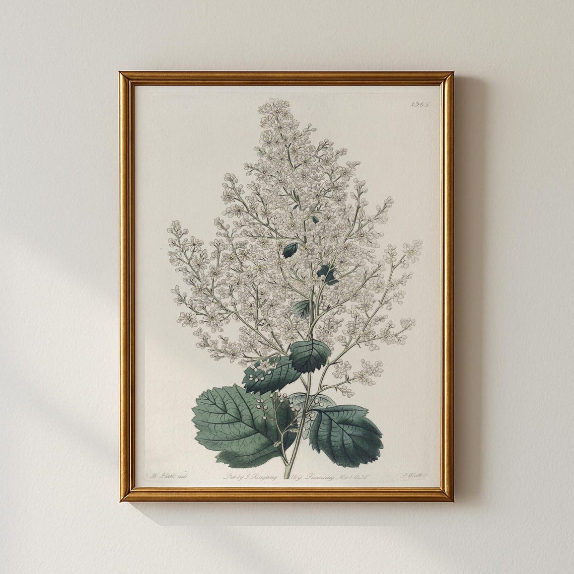 Vintage White Blossom Branch Classic Botanical Illustration Art Poster