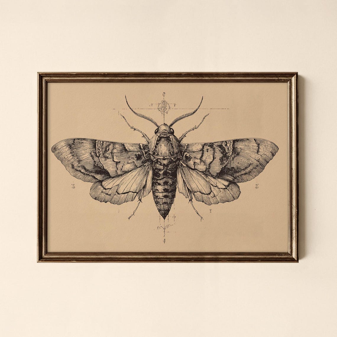 Vintage Moth Engraving Death's Head Hawkmoth Insect Art Poster