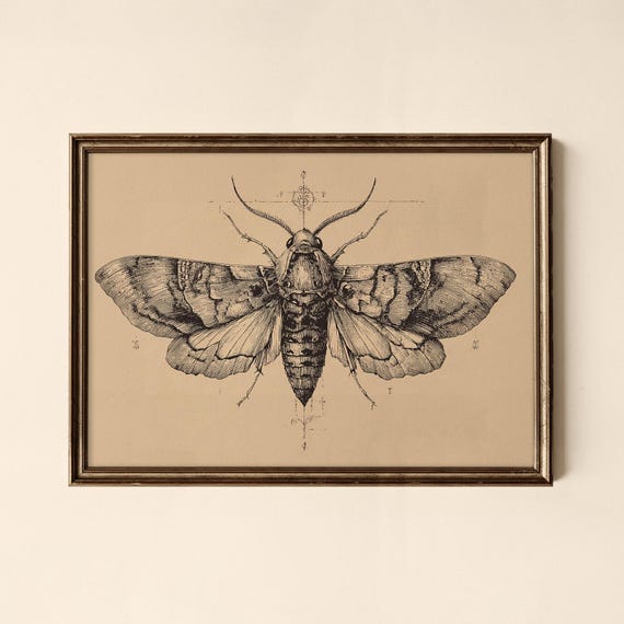 Vintage Moth Print Animal Wall Art Gallery Collected Prints Cpl453