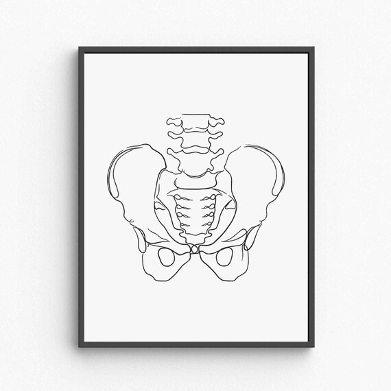 Pelvis Anatomy Line Art Medical Skeleton Illustration Modern Poster