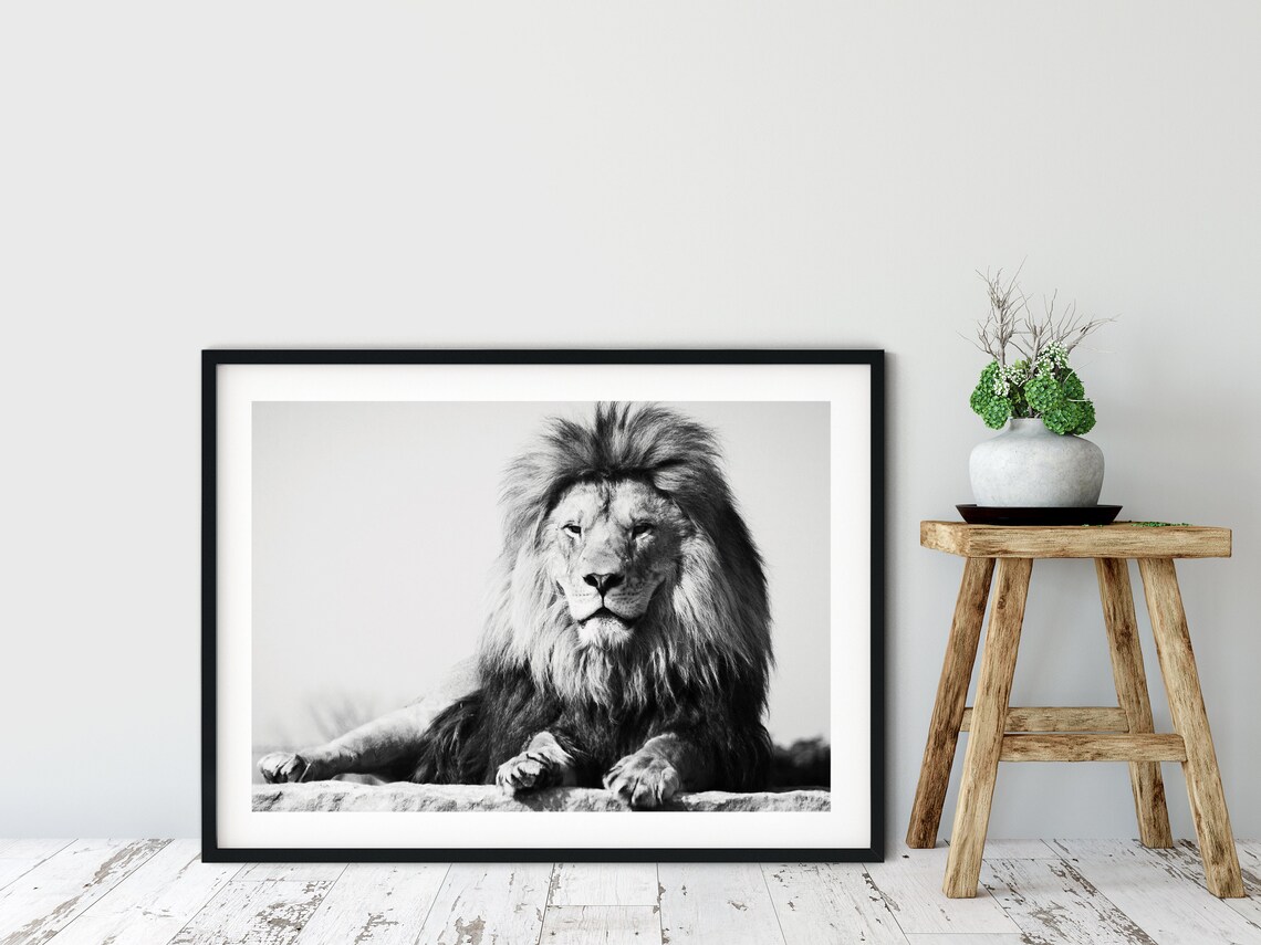 Lion Fine Art Photography, African Animal Poster
