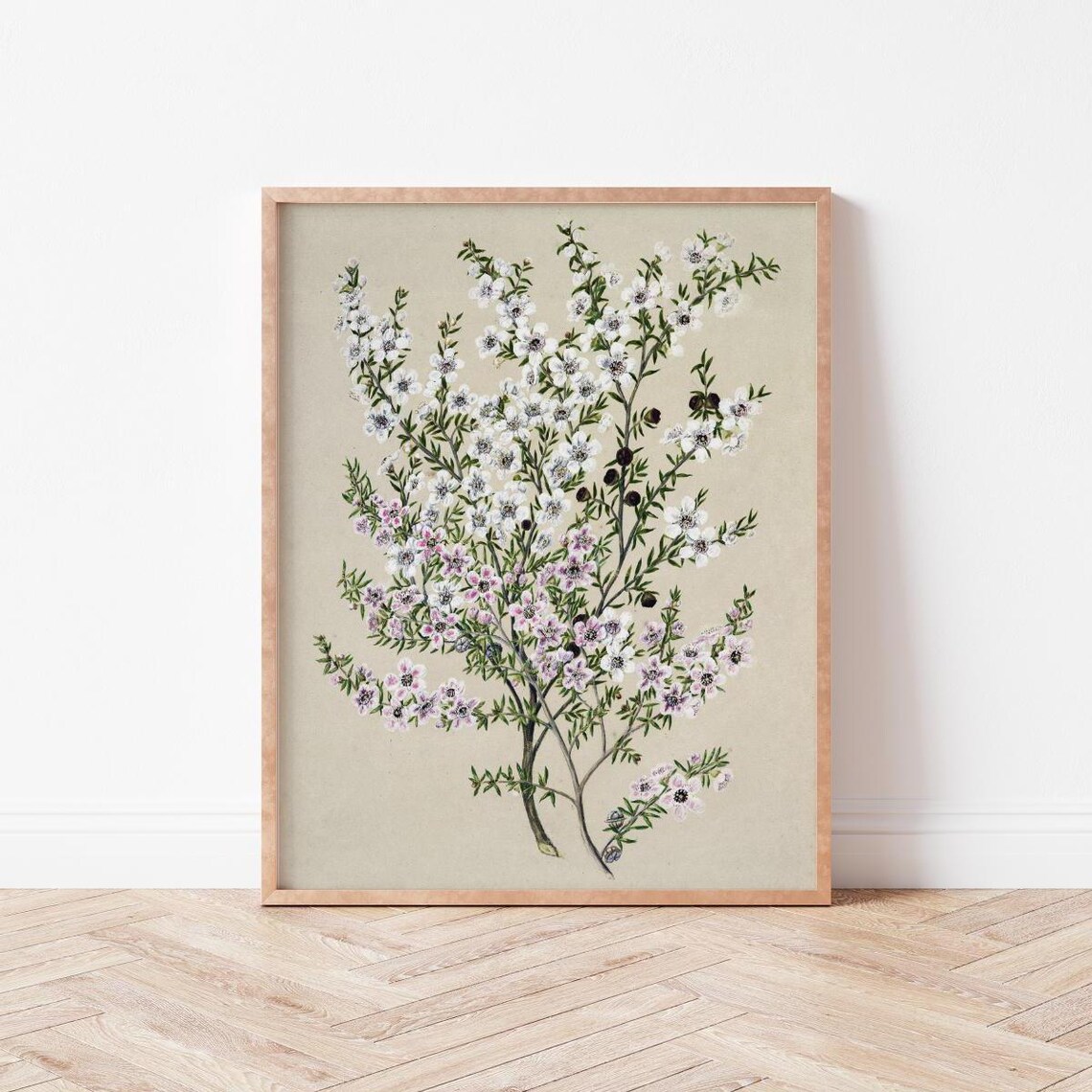 Vintage Botanical Flower Art Illustration Wall Prints Wild Violets Bo0029