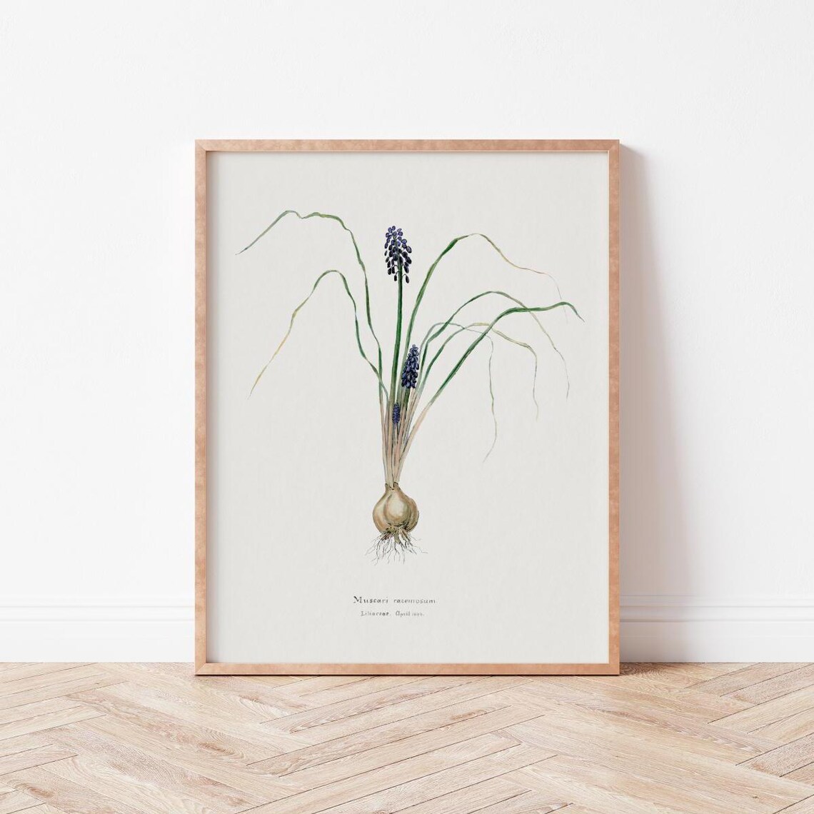 Vintage Botanical Art Illustration Wall Home Decor Nature Prints Wildviolets Bo0022