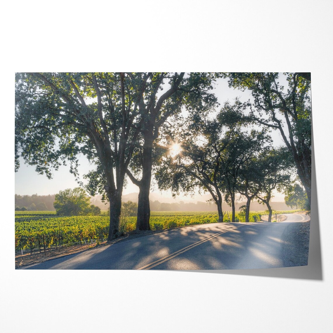 Sonoma Valley Vineyards, California Wine Country Art Print - Image 2