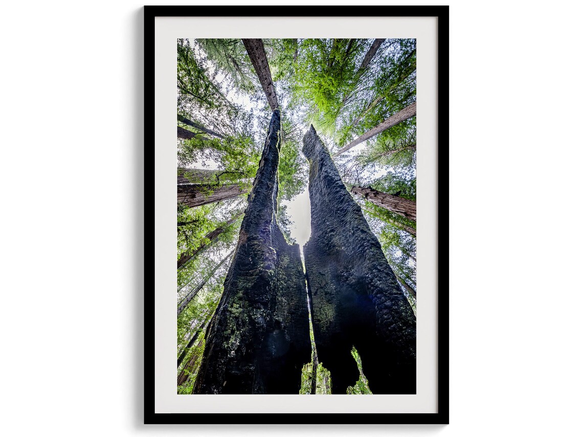 Redwood Canopy Fine Art Photography Art Print