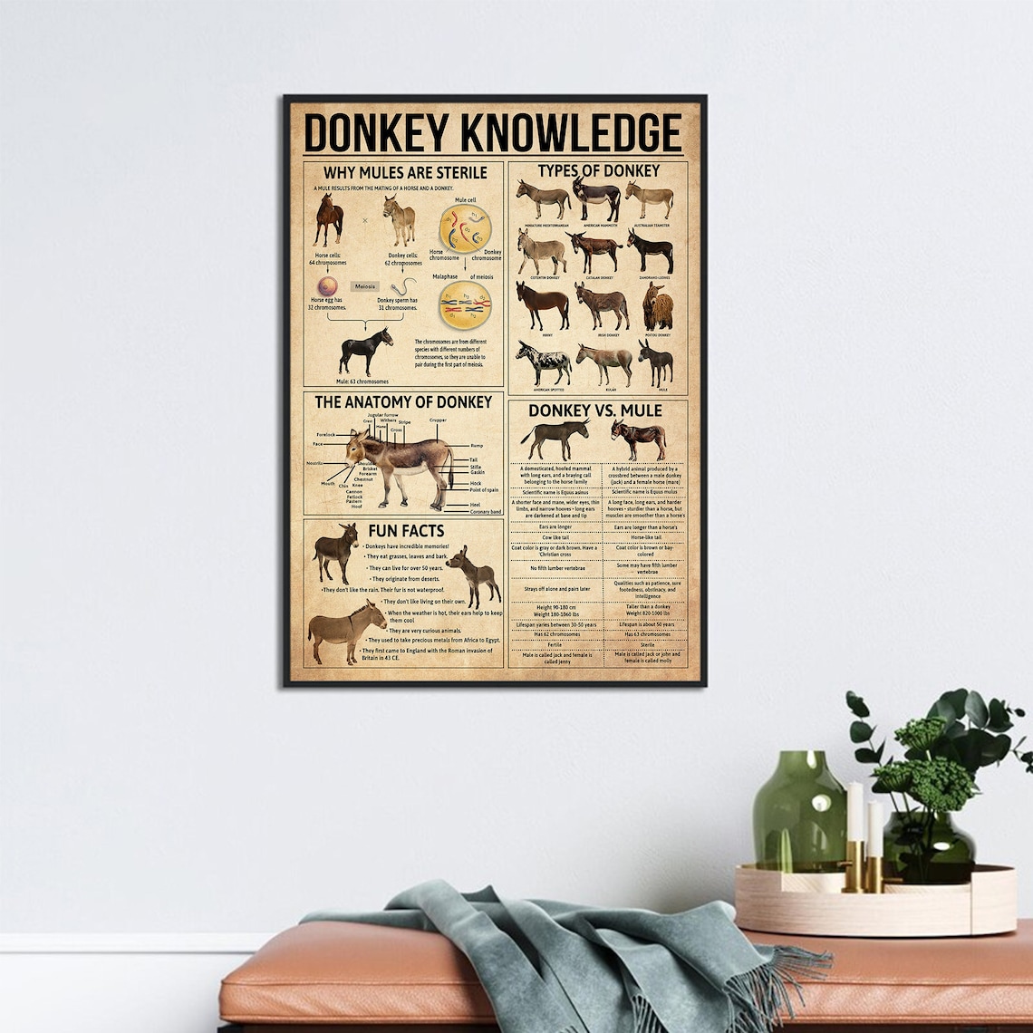 Donkey Knowledge Vintage Poster, Anatomy Of Donkey - Image 3