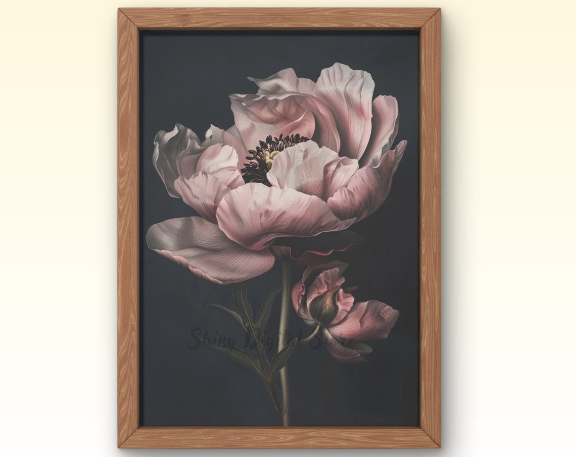 Moody Pink Peony Dark Charcoal Background Dramatic Floral Art Print