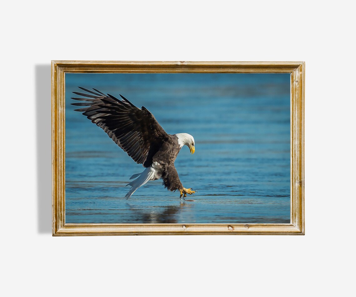 Majestic Bald Eagle Oil Painting Art Print