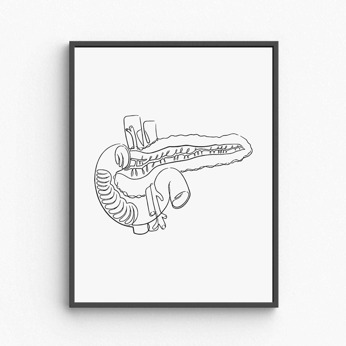 Pancreas Anatomy Line Art Medical Organ Illustration Modern Poster
