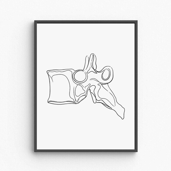 Vertebra Spine Bone Anatomy Line Illustration Medical Poster