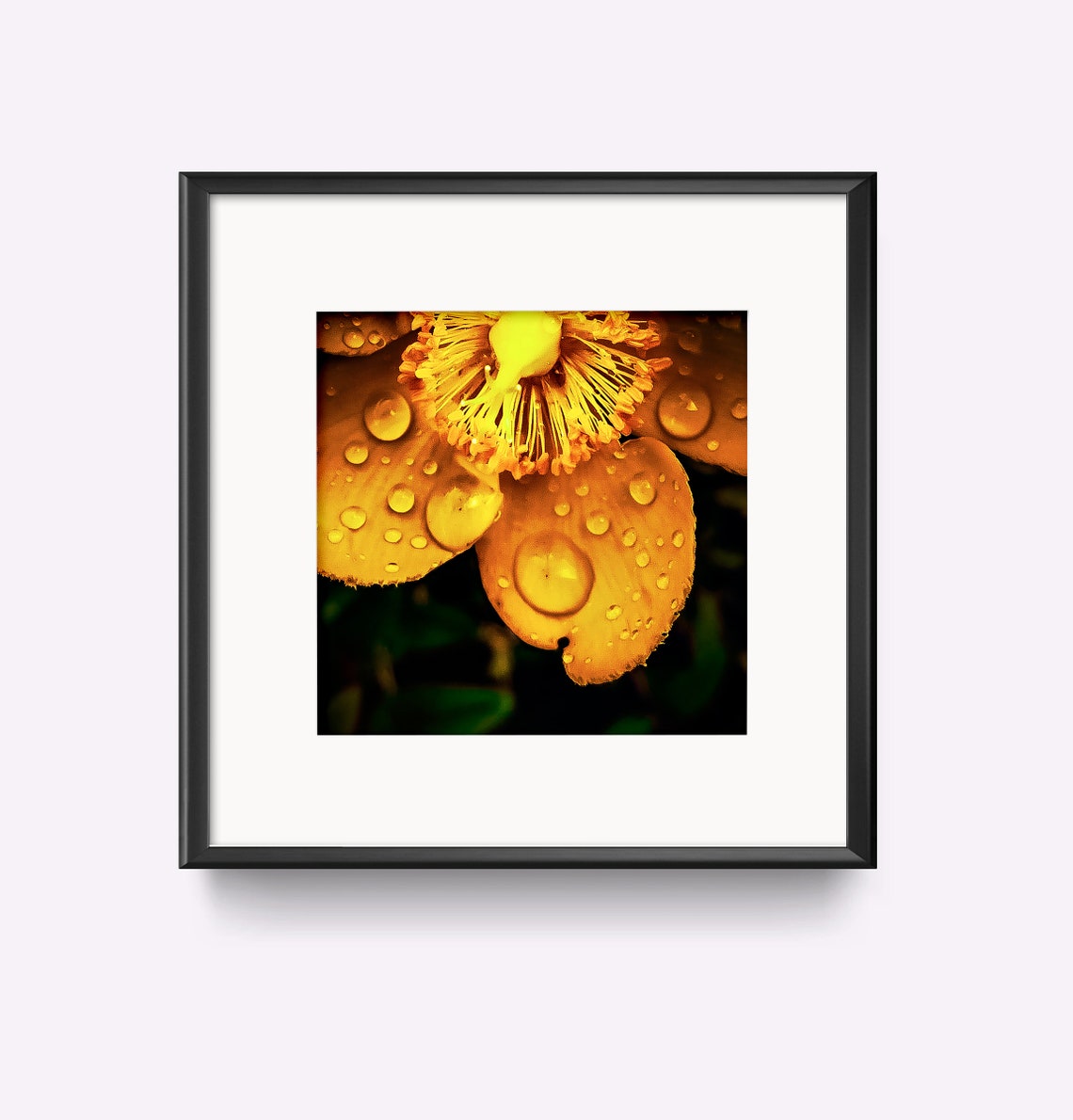 Dewy Yellow Flower Macro Water Droplets No 5 Botanical Art Poster