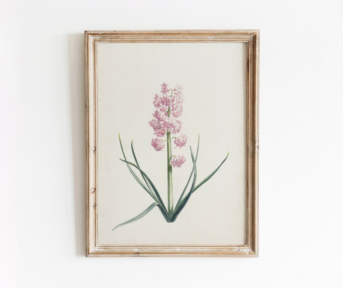 Pink Hyacinth Vintage Botanical Art Print
