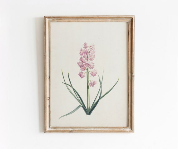 Pink Hyacinth Vintage Botanical Art Print