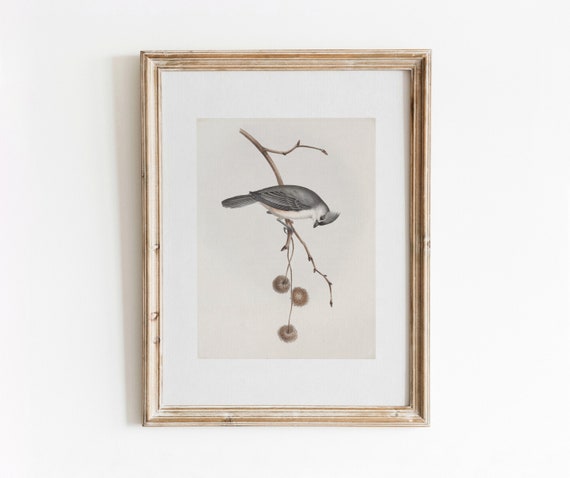 Bird On Winter Branch Vintage Watercolor Art Print