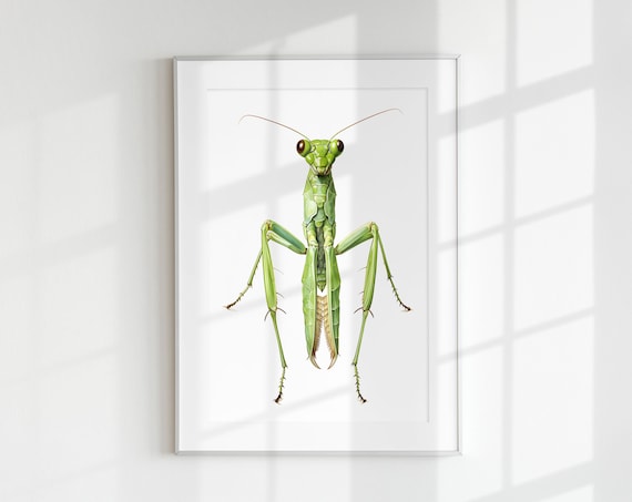 Praying Mantis Botanical Guide Poster Print